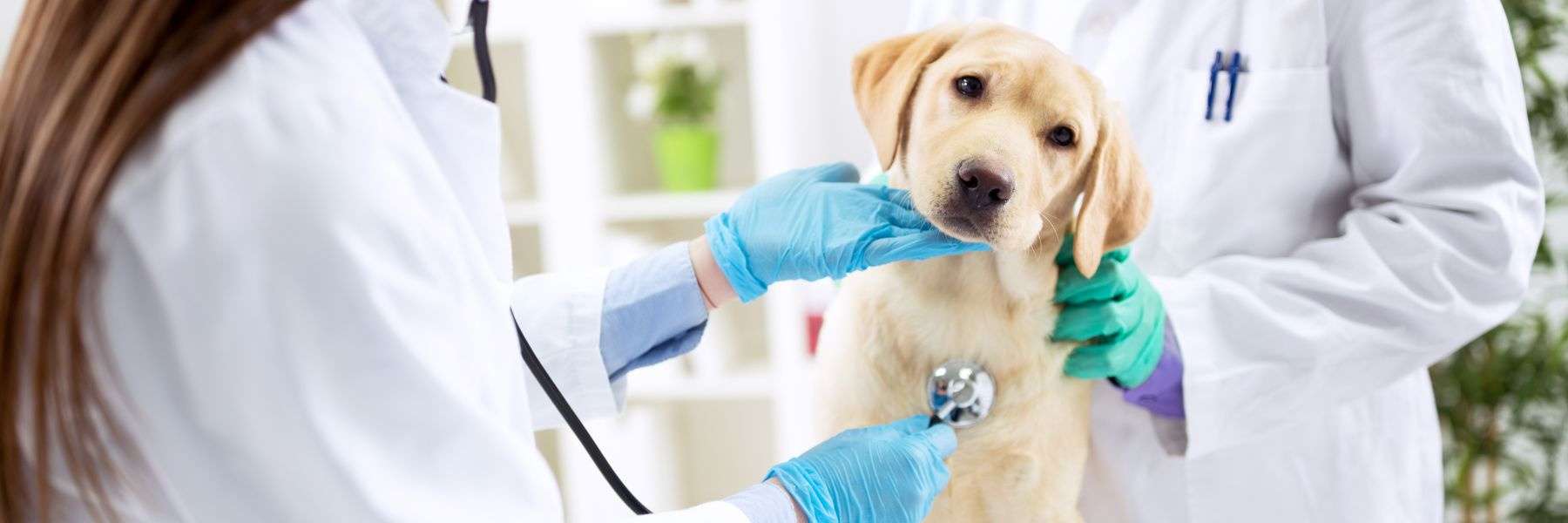 Veterinary | Attorney